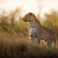 african leopard female pose beautiful evening light 85x85
