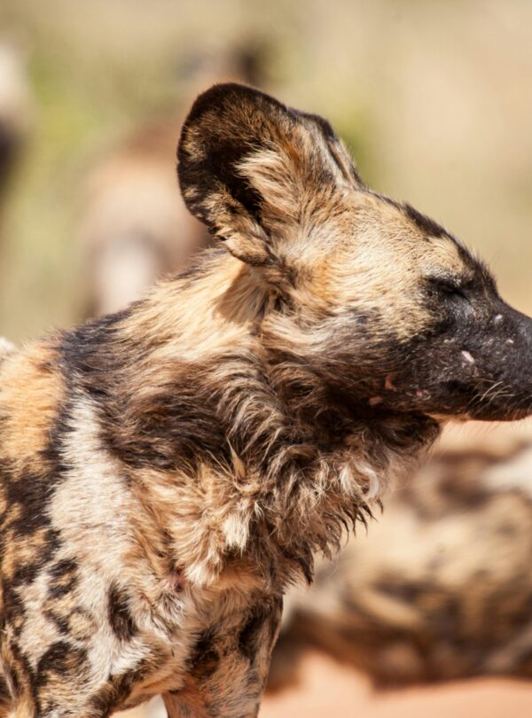 african-wild-dogs-in-nature-in-sunny-day