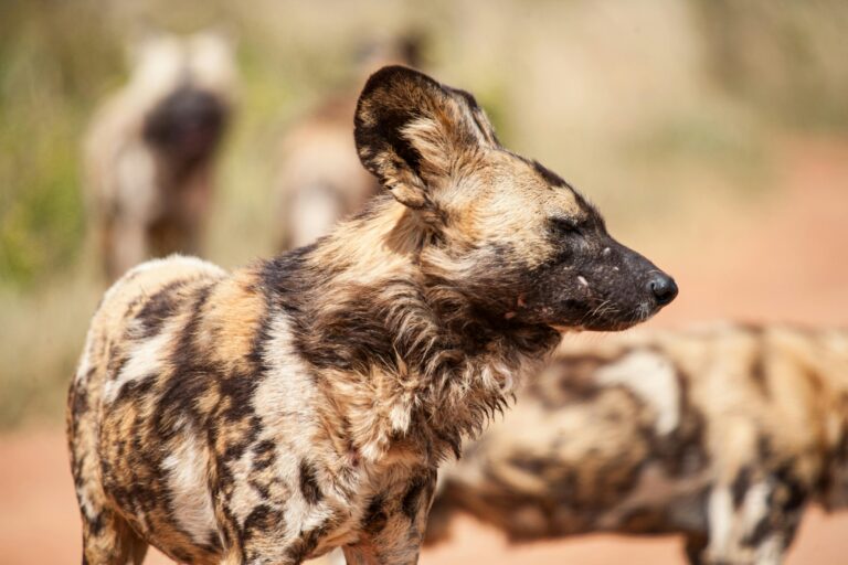 african-wild-dogs-in-nature-in-sunny-day