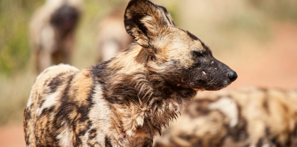 african-wild-dogs-in-nature-in-sunny-day
