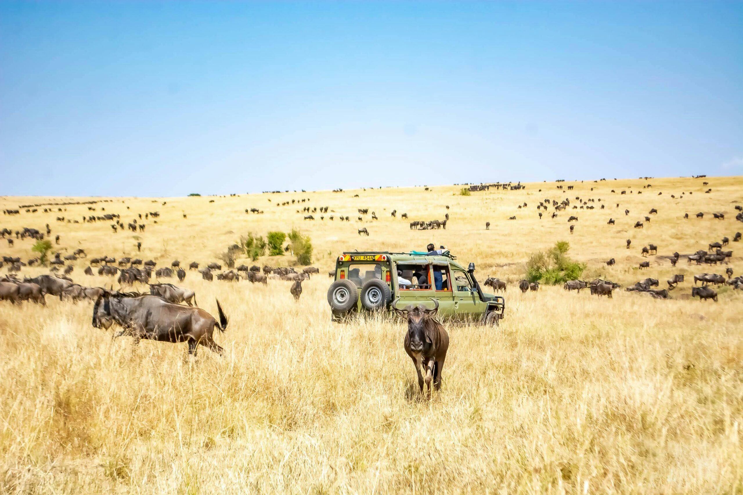 antelopes-and-jeep-in-maasai-mara-game-reserve-in-kenya