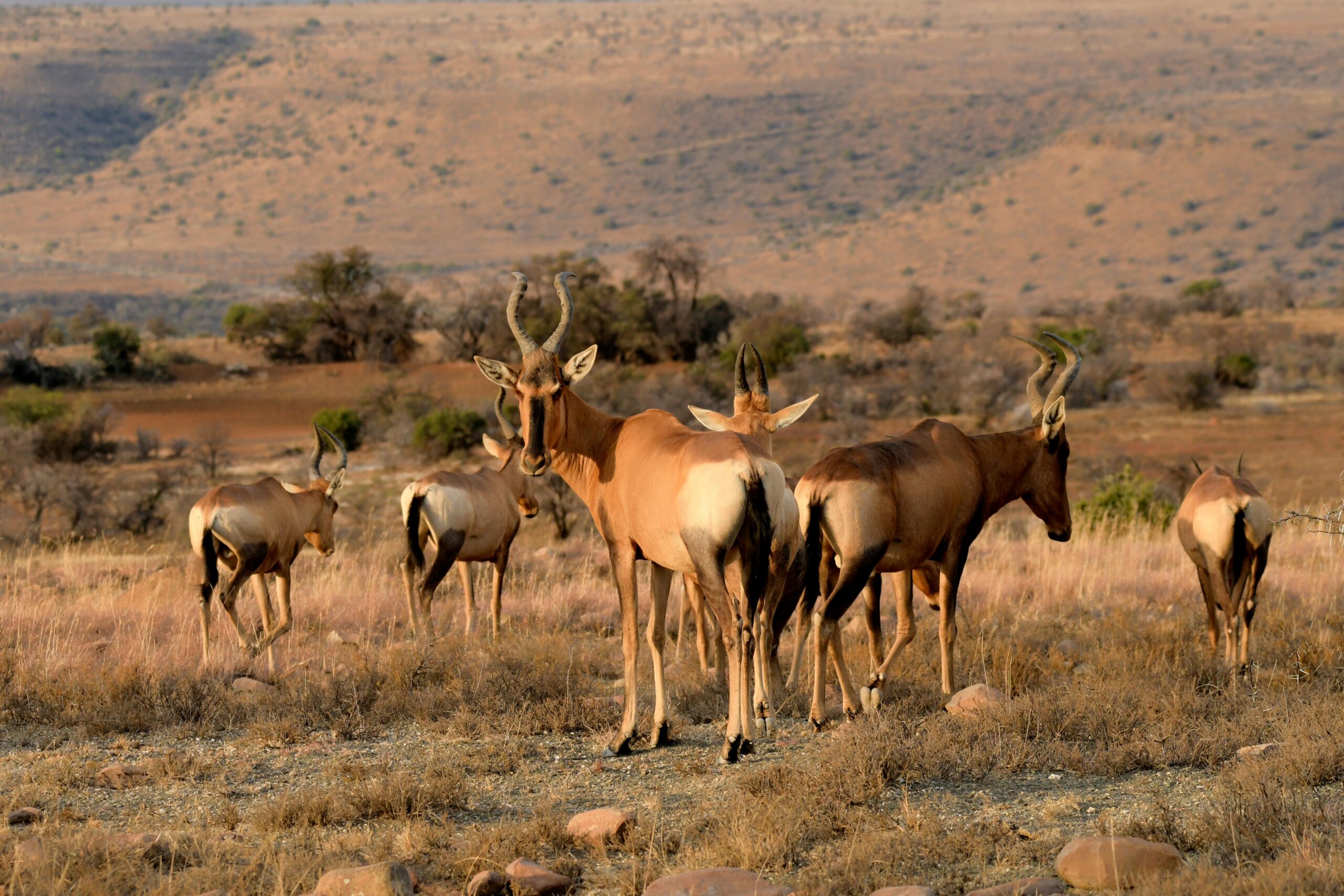 antelopes-grazing