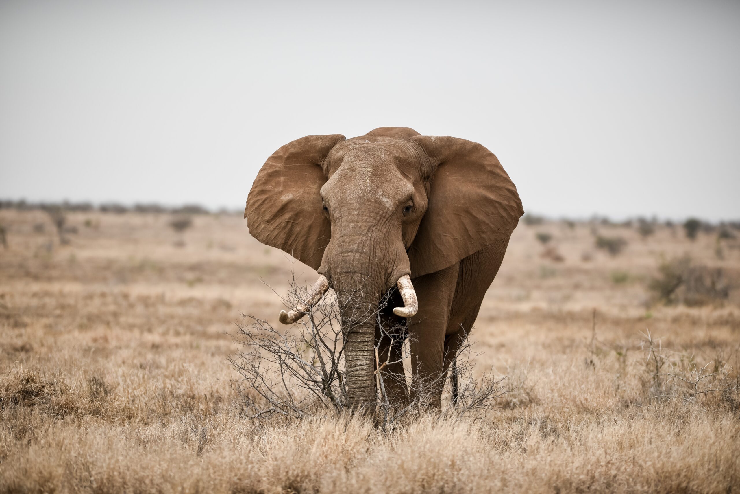 A beautiful shot of an african elephant in the savanna field