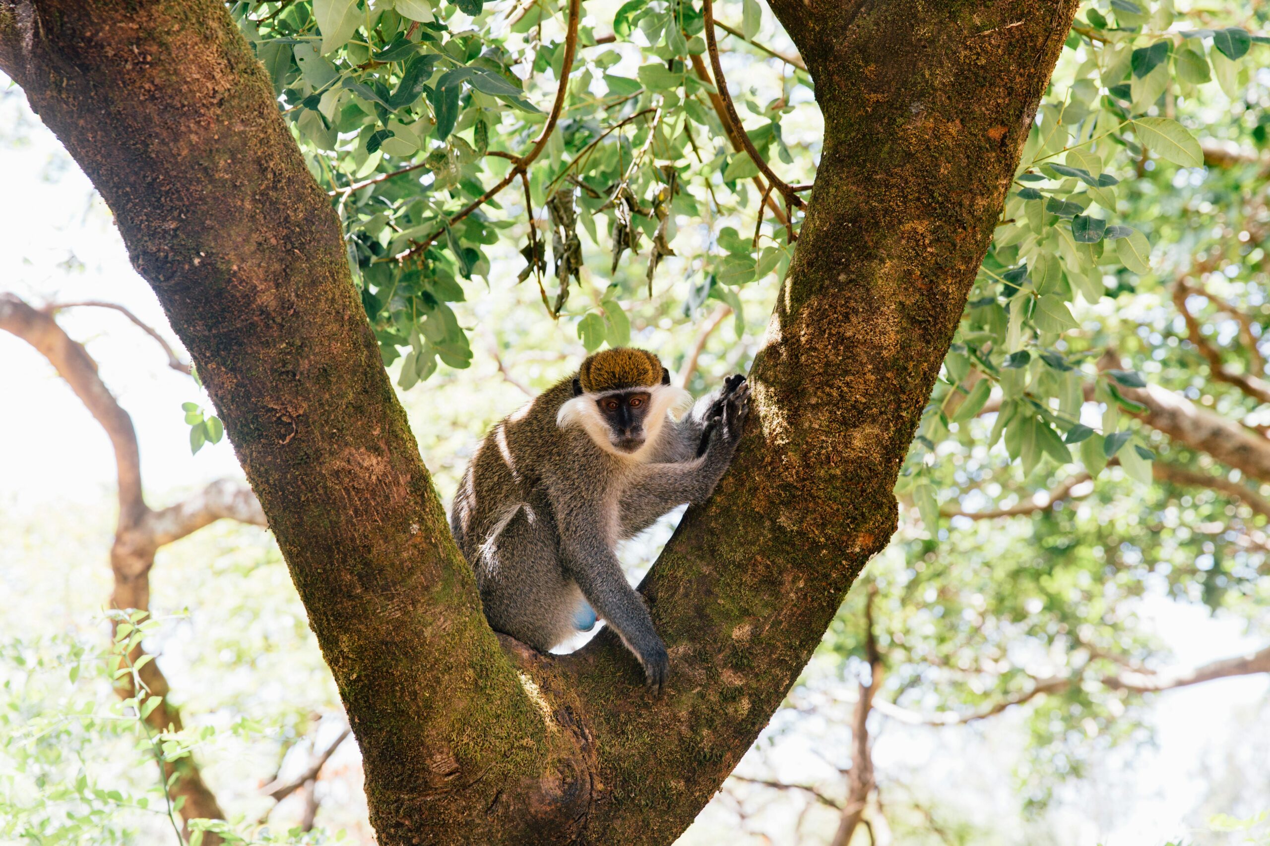 black-and-golden-monkey-on-tree