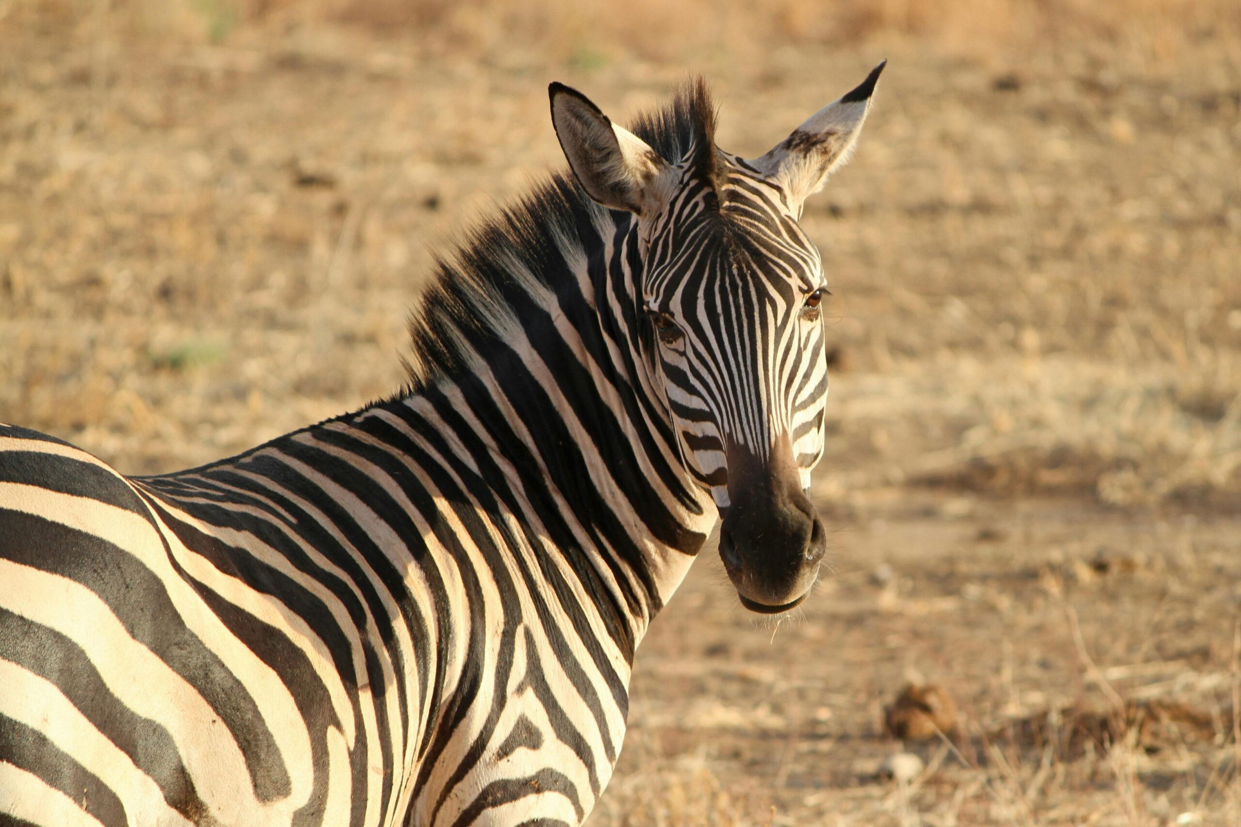 black-and-white-zebra-standing-during-daytime