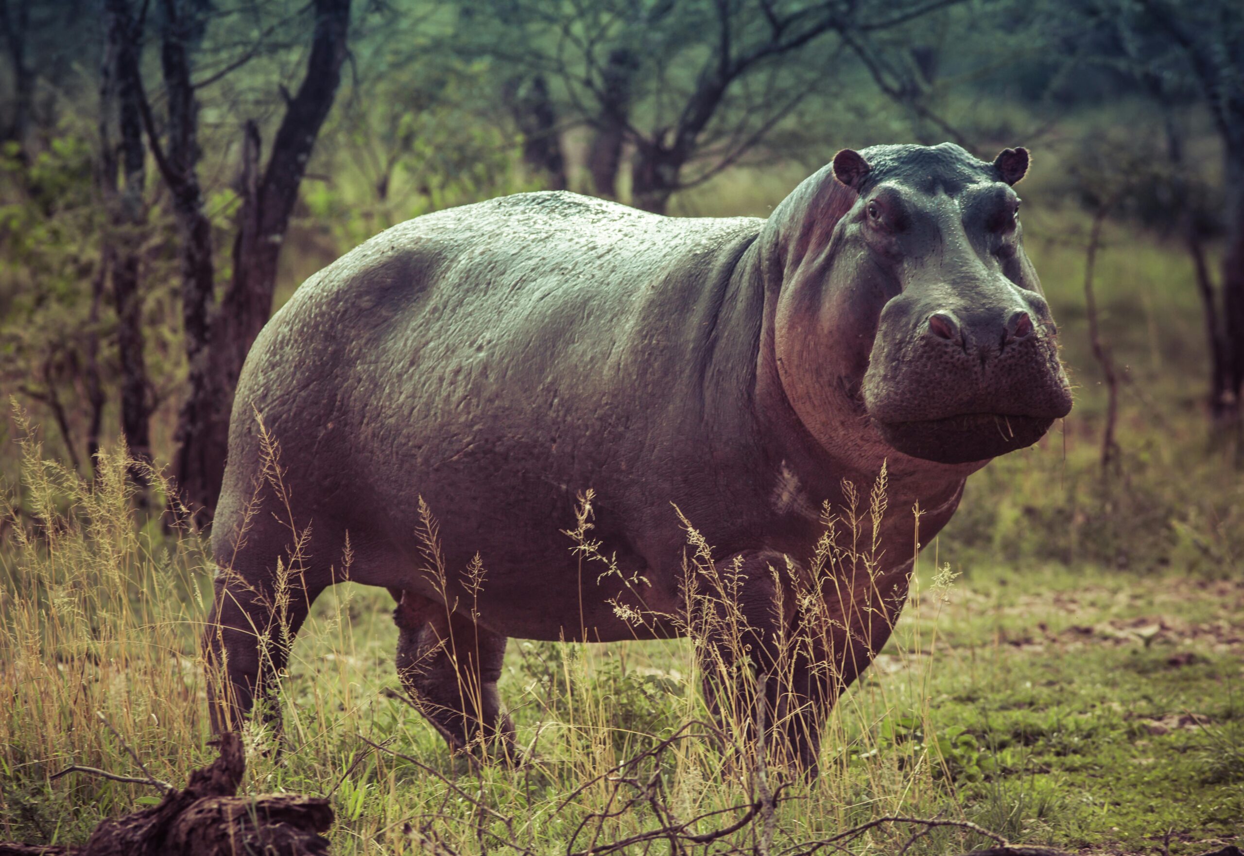 black-hippopotamus-on-green-grass