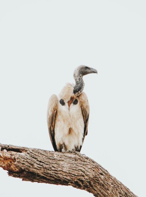 brown-and-white-bird-on-brown-tree-branch