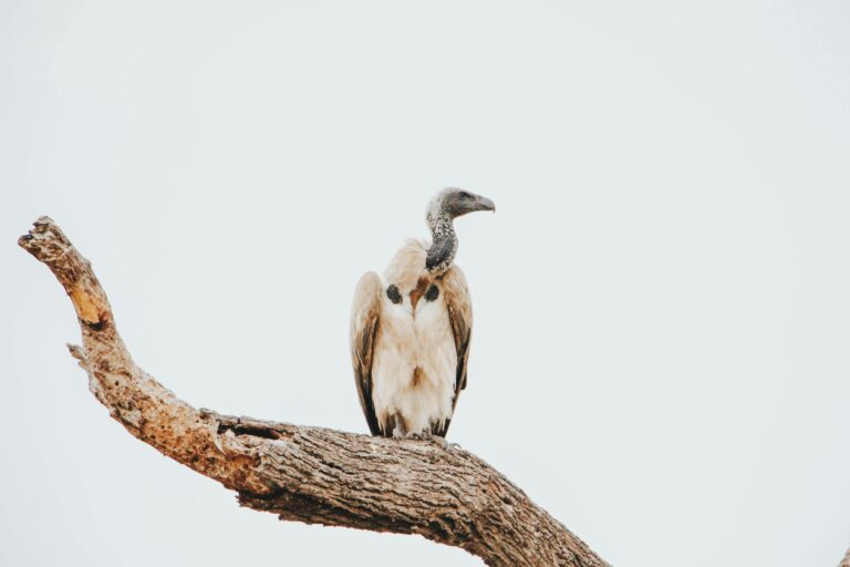 brown-and-white-bird-on-brown-tree-branch