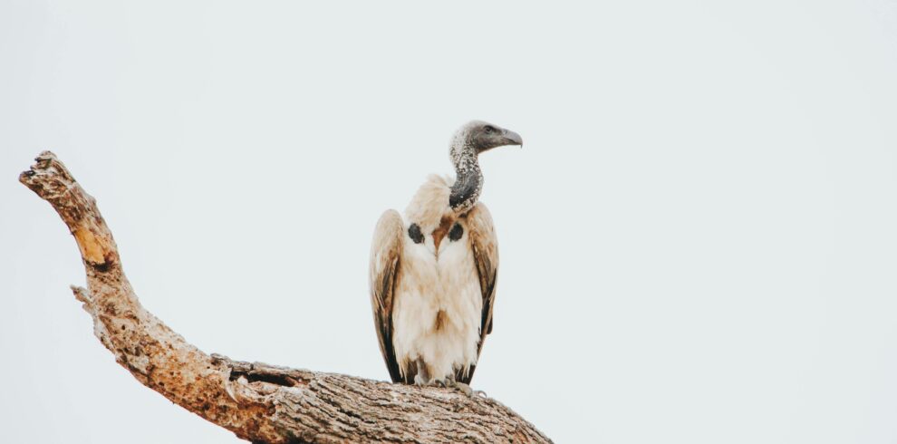 brown-and-white-bird-on-brown-tree-branch
