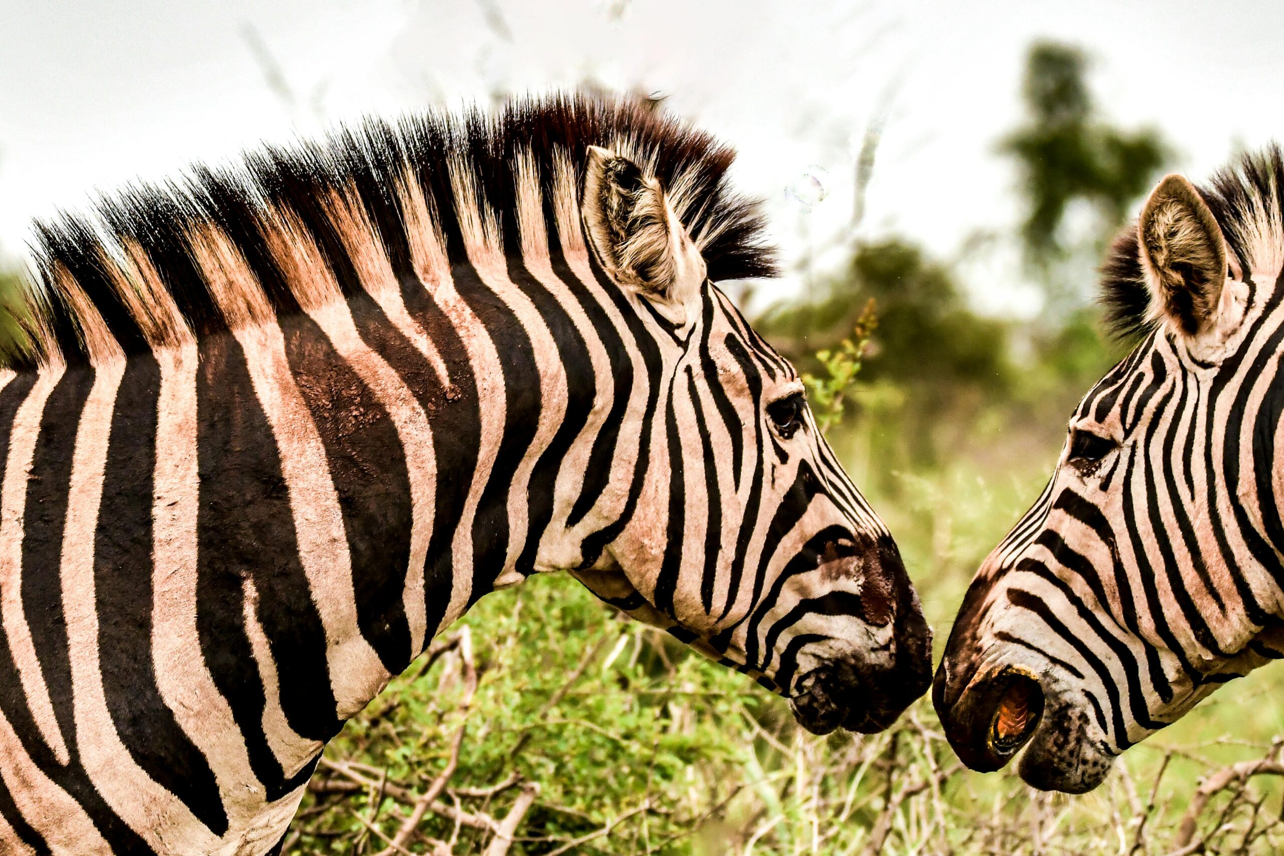 close-up-photo-of-two-zebras