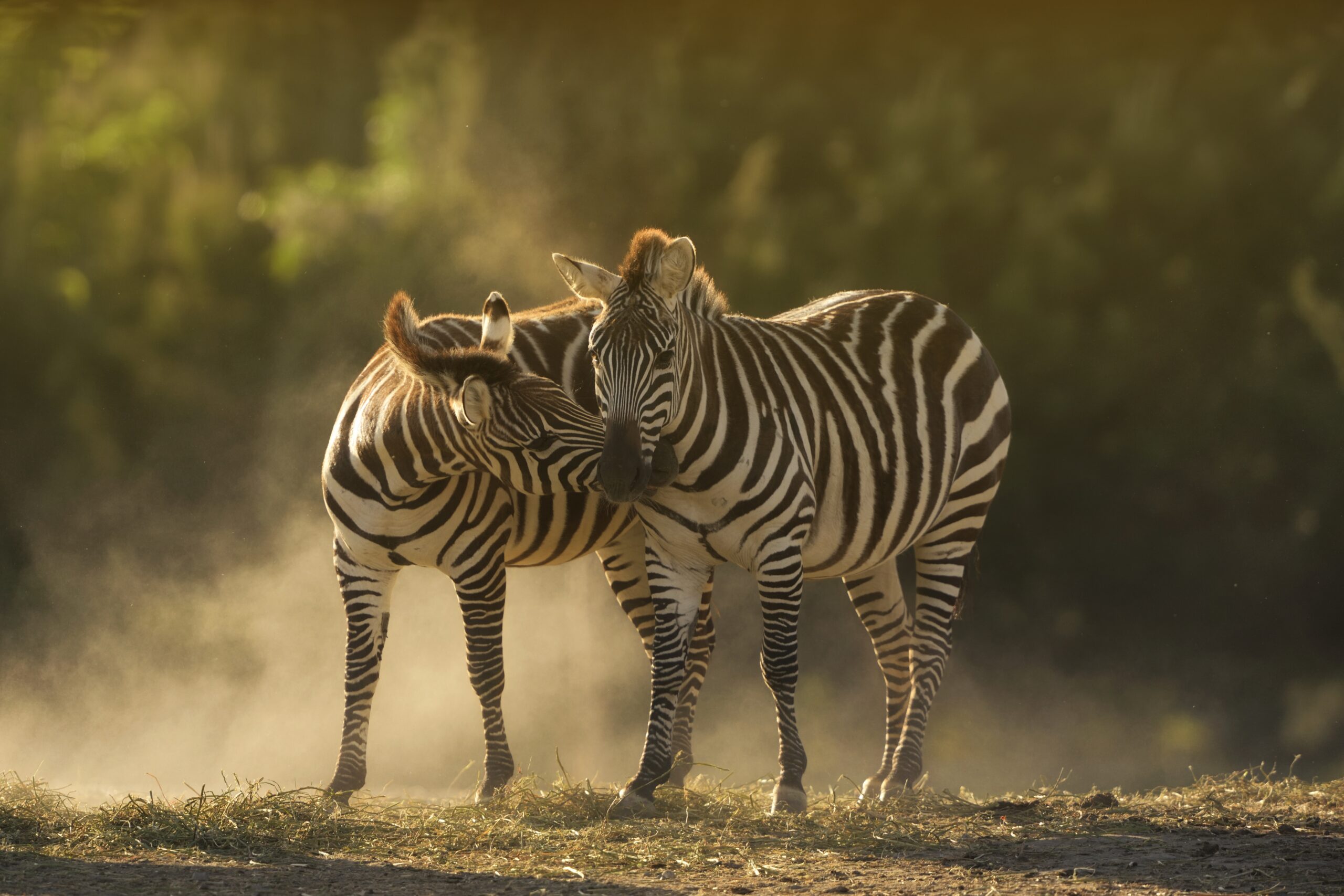A closeup shot of two zebras cuddling with a blurred background