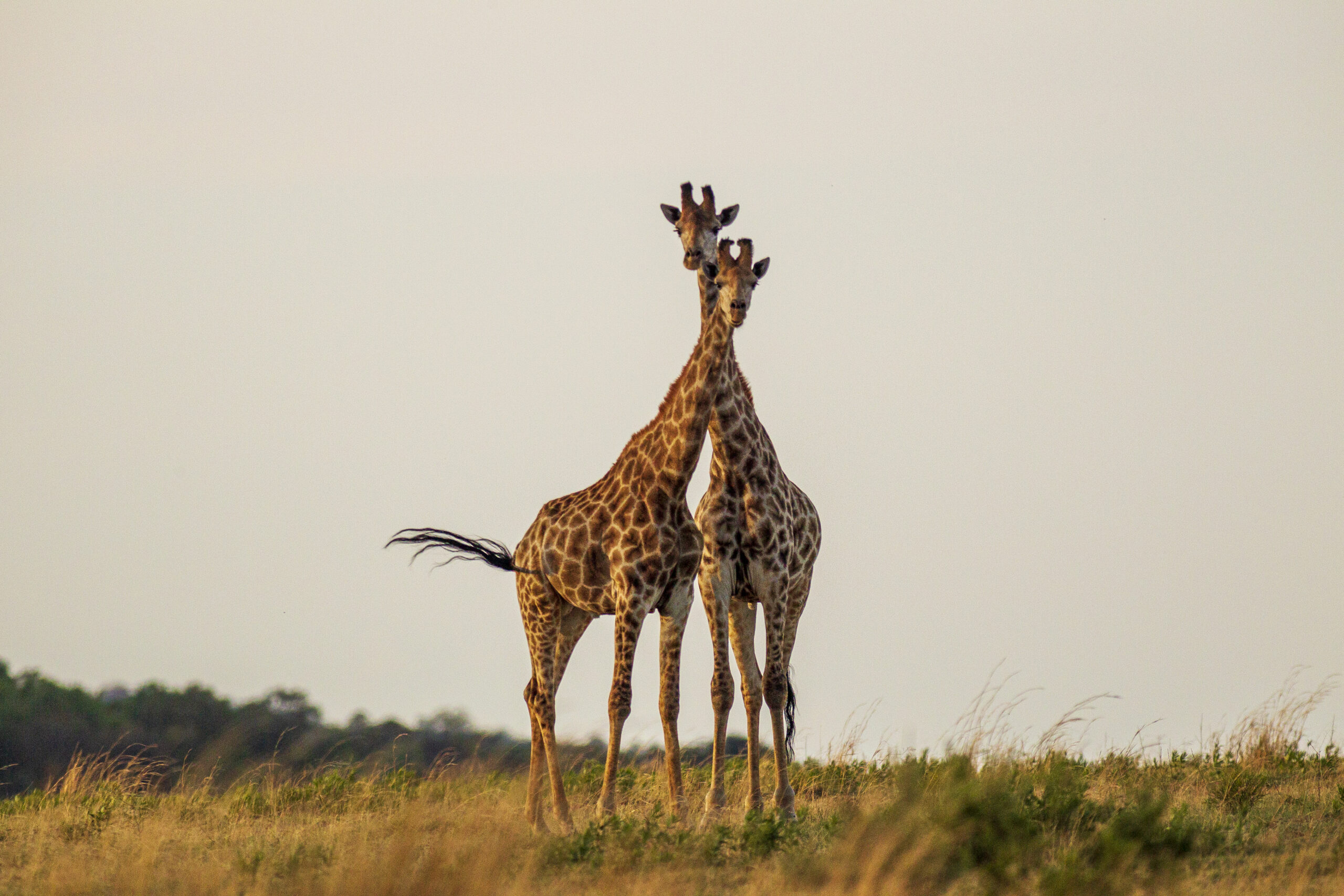 Two cute Giraffe in South Africa