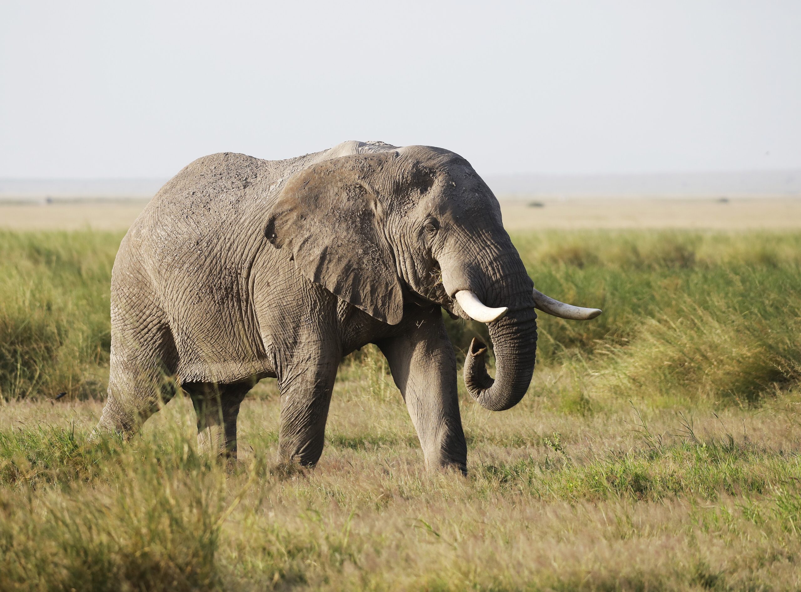 An elephant in Amboseli National Park, Kenya, Africa