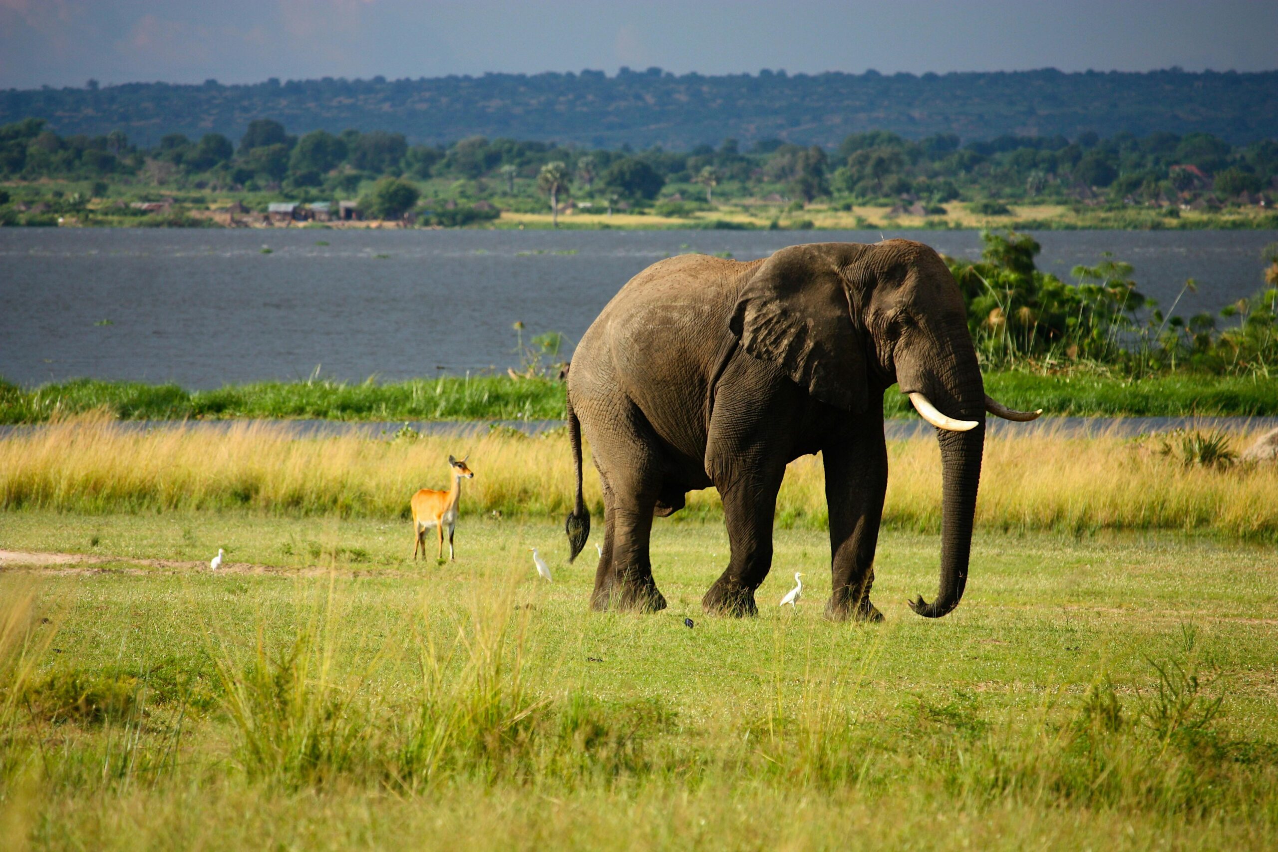 elephant-on-green-grass-field