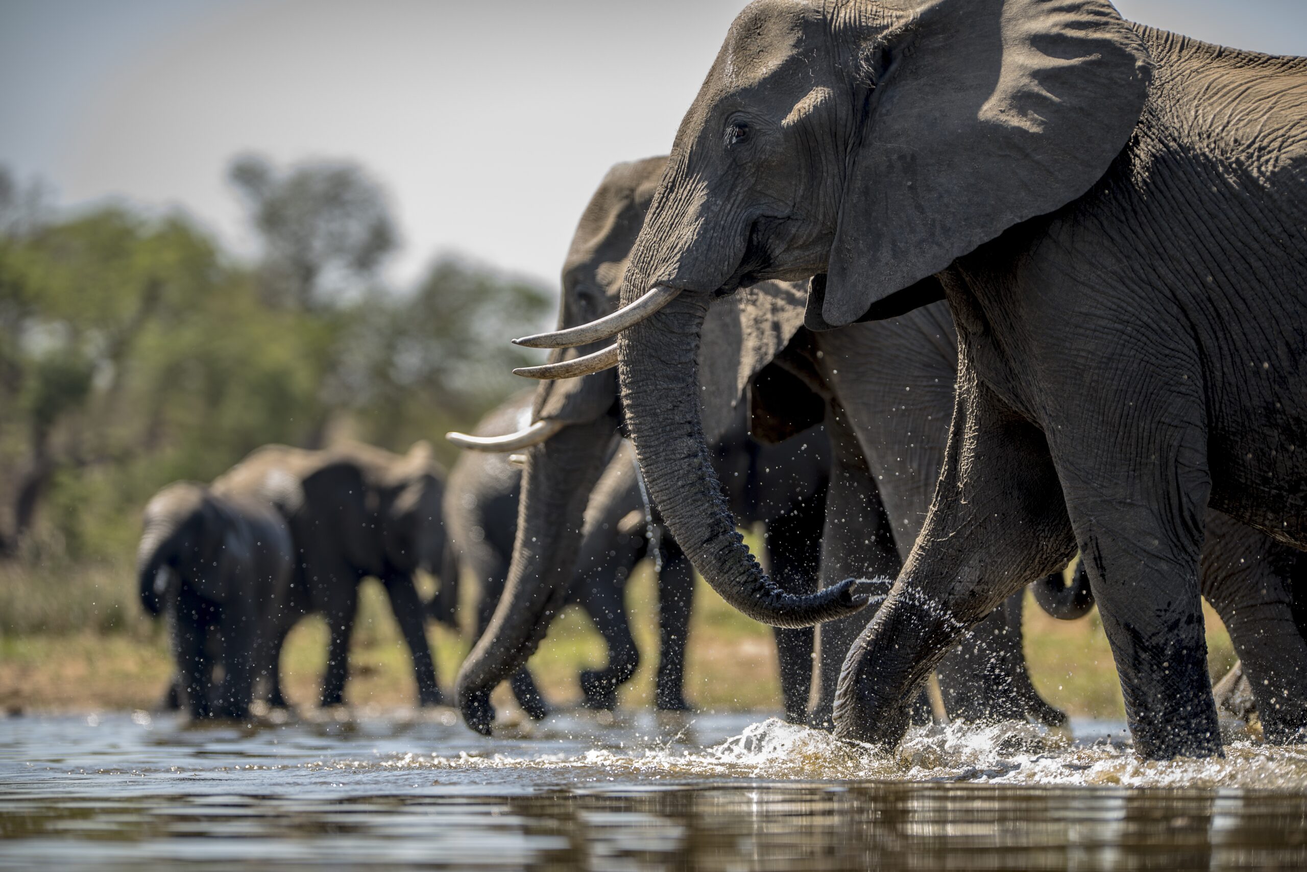A beautiful shot of elephants drinking water