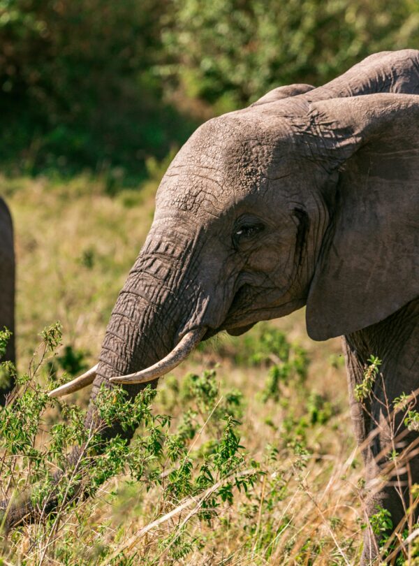 elephants-grazing-in-grassland-in-summer