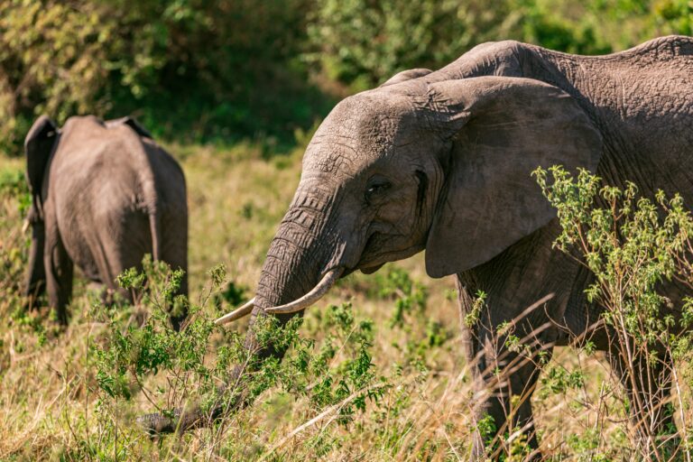 elephants-grazing-in-grassland-in-summer