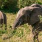 elephants grazing in grassland in summer 85x85