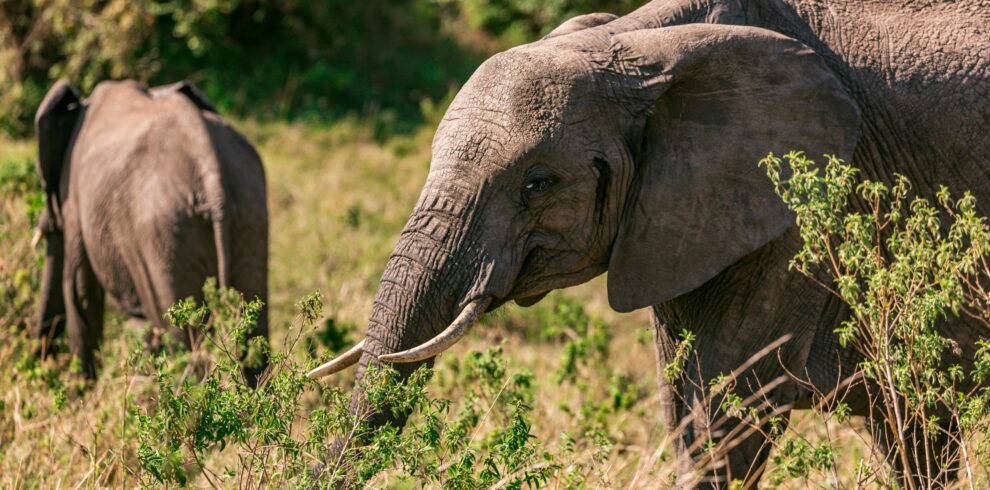 elephants-grazing-in-grassland-in-summer