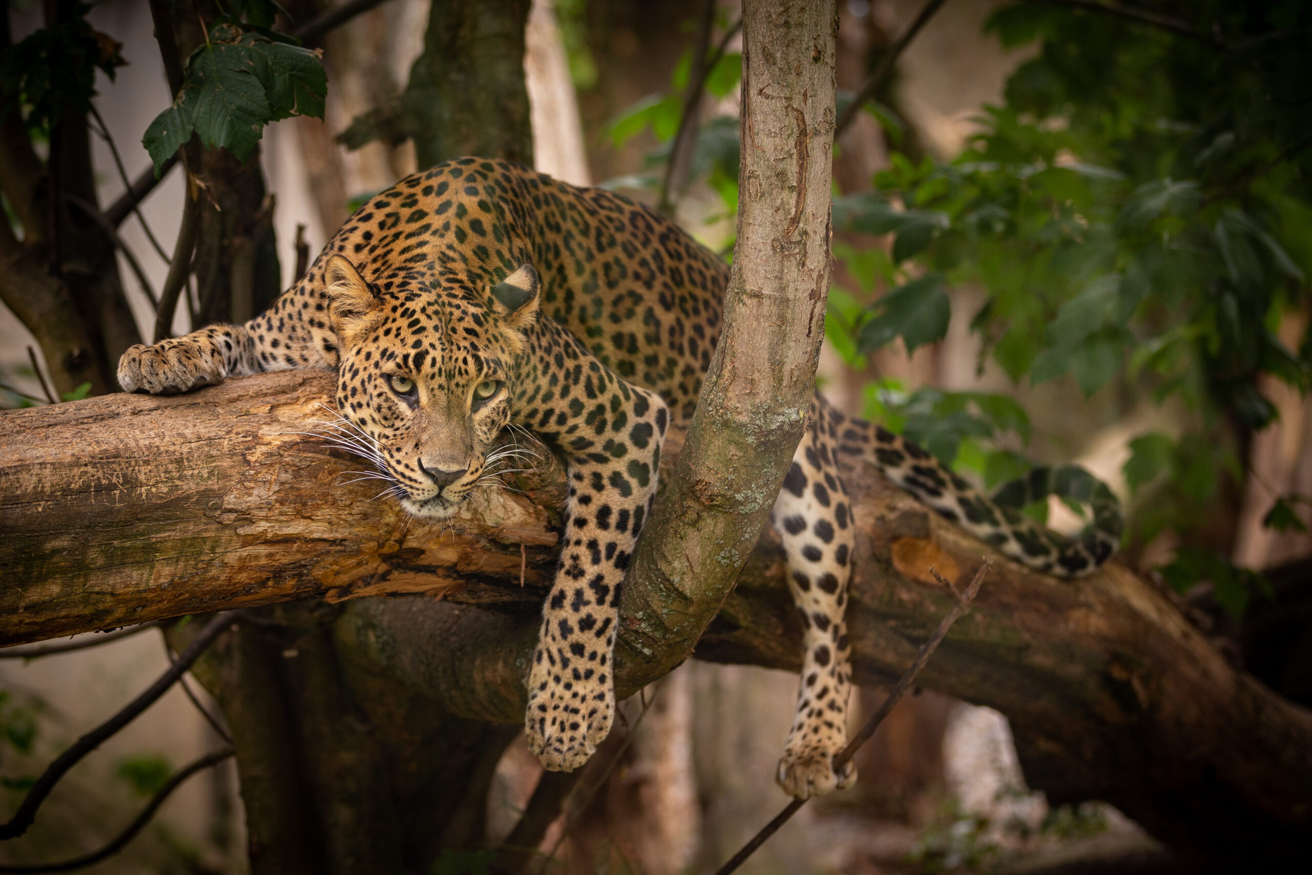 Endangered amur leopard resting on a tree in the nature habitat. Wild animals in captivity. Beautiful feline and carnivore. Panthera pardus orientalis.