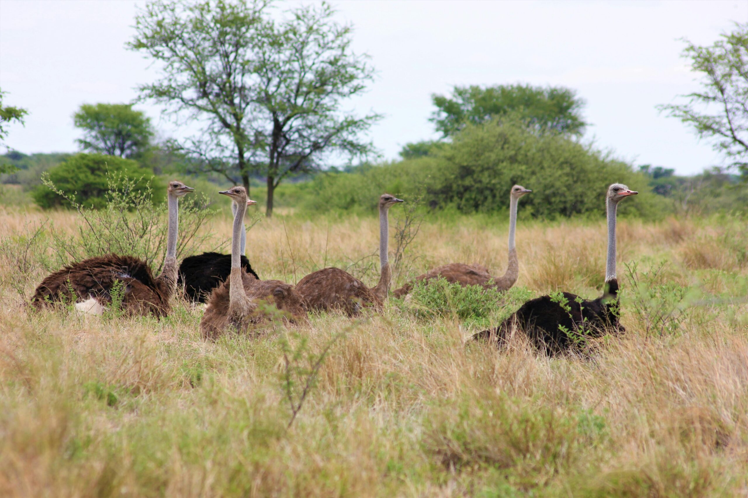 flock-of-ostrich-in-grass-field