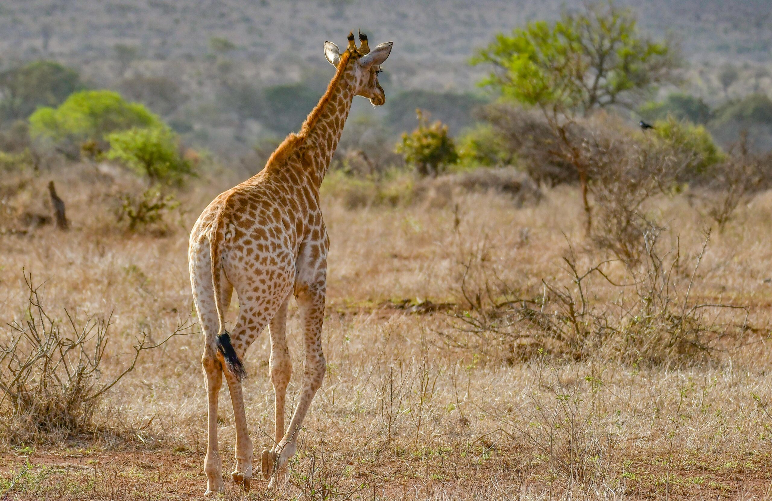 giraffe
