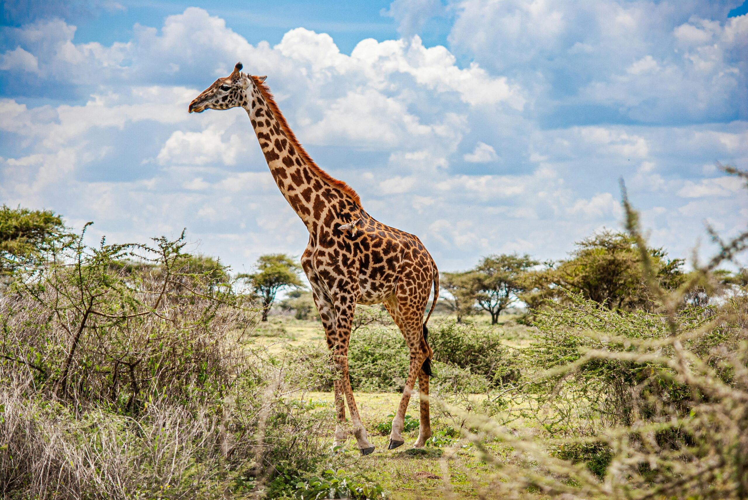 giraffe-standing-on-grassland-under-a-cloudy-sky