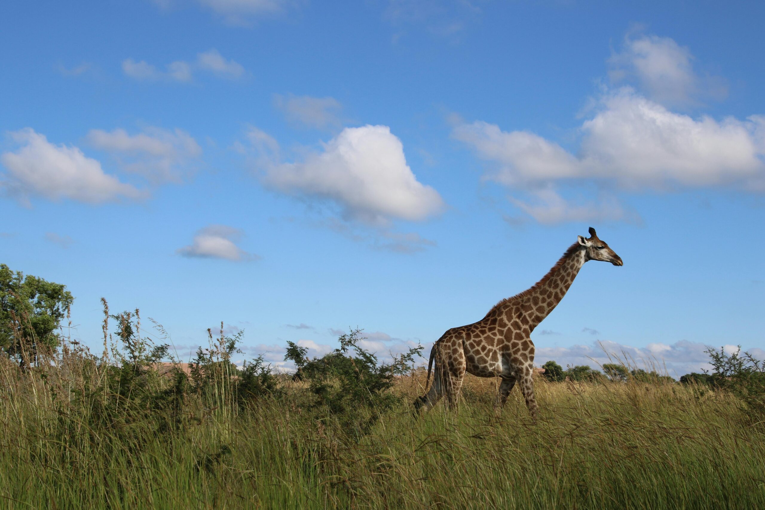 giraffe-standing-on-green-grass
