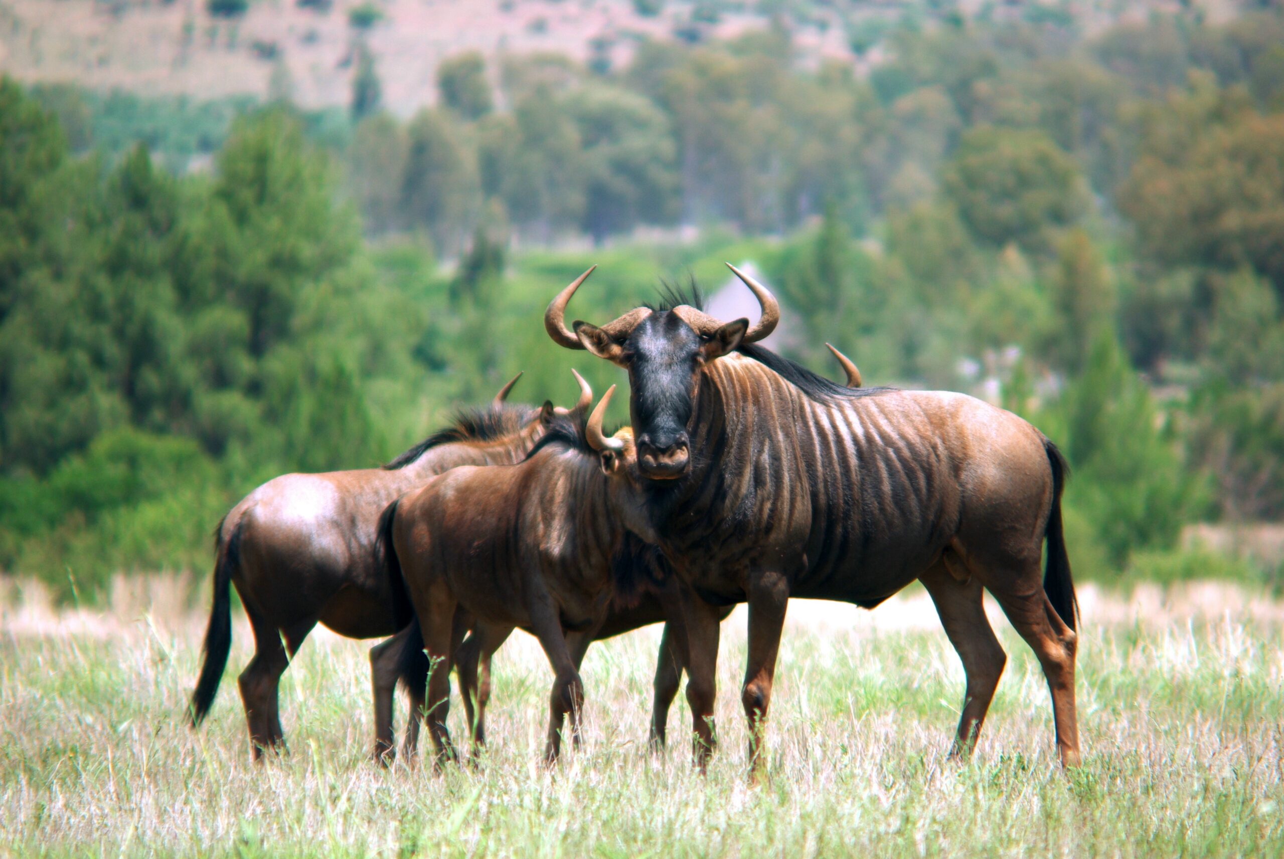 gnu-1632266