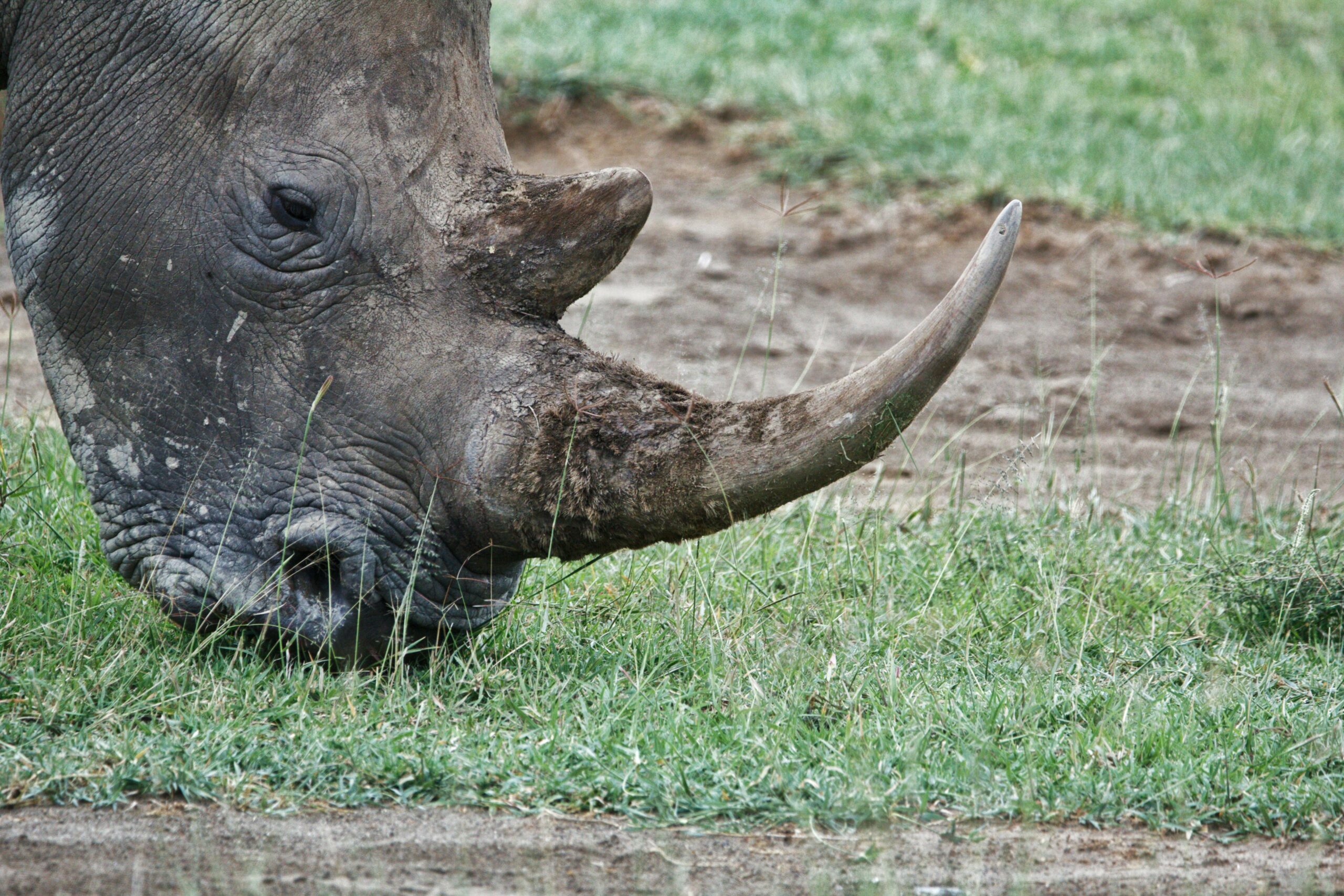 grey-rhinoceros-on-green-grass