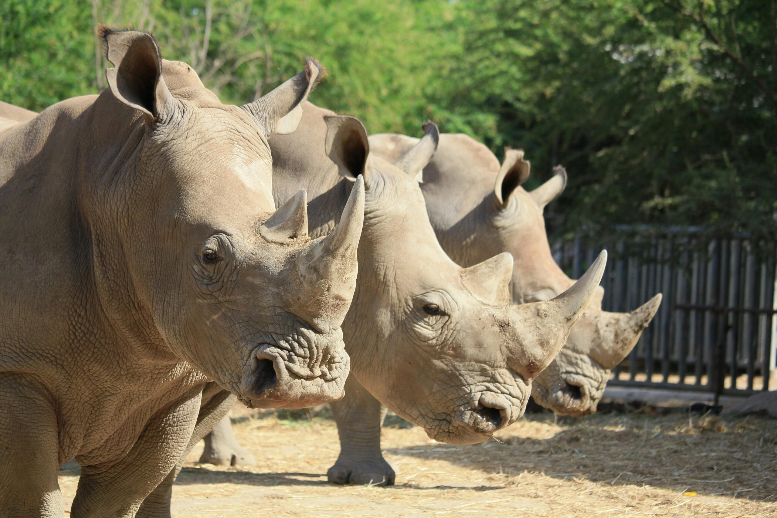 group-of-rhinoceros-on-brown-soil