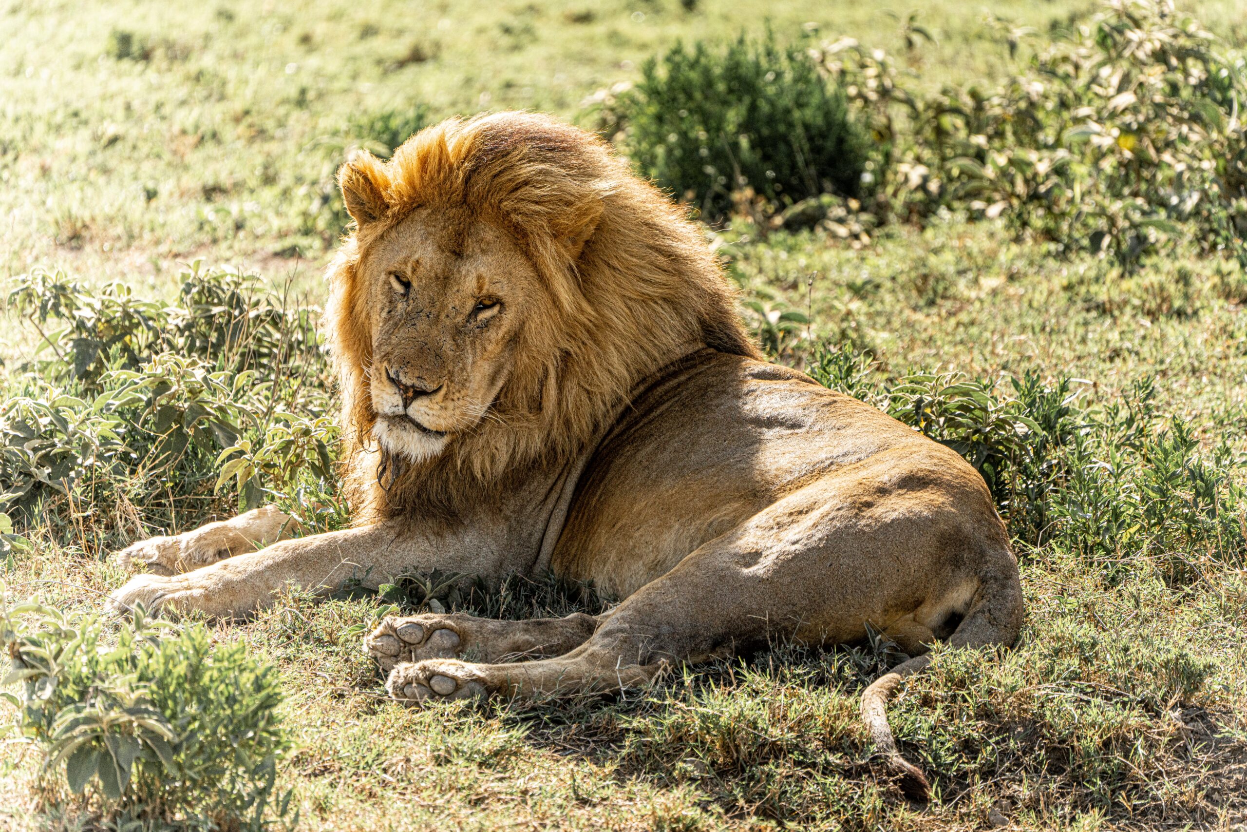 lion-laying-on-grass