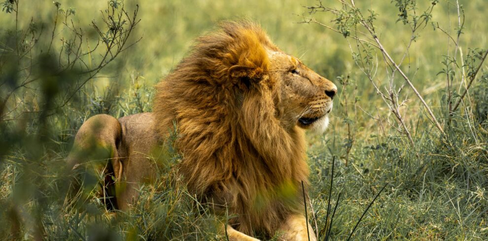 lion-lying-on-green-grass