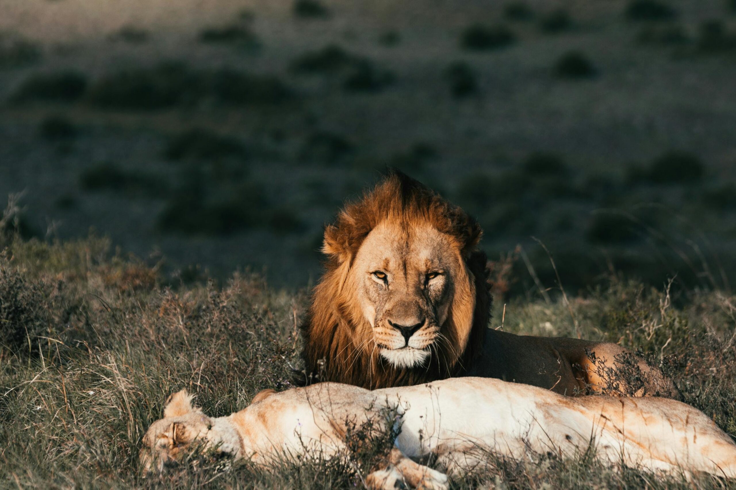 lion-with-lioness-resting-on-grass-in-savanna