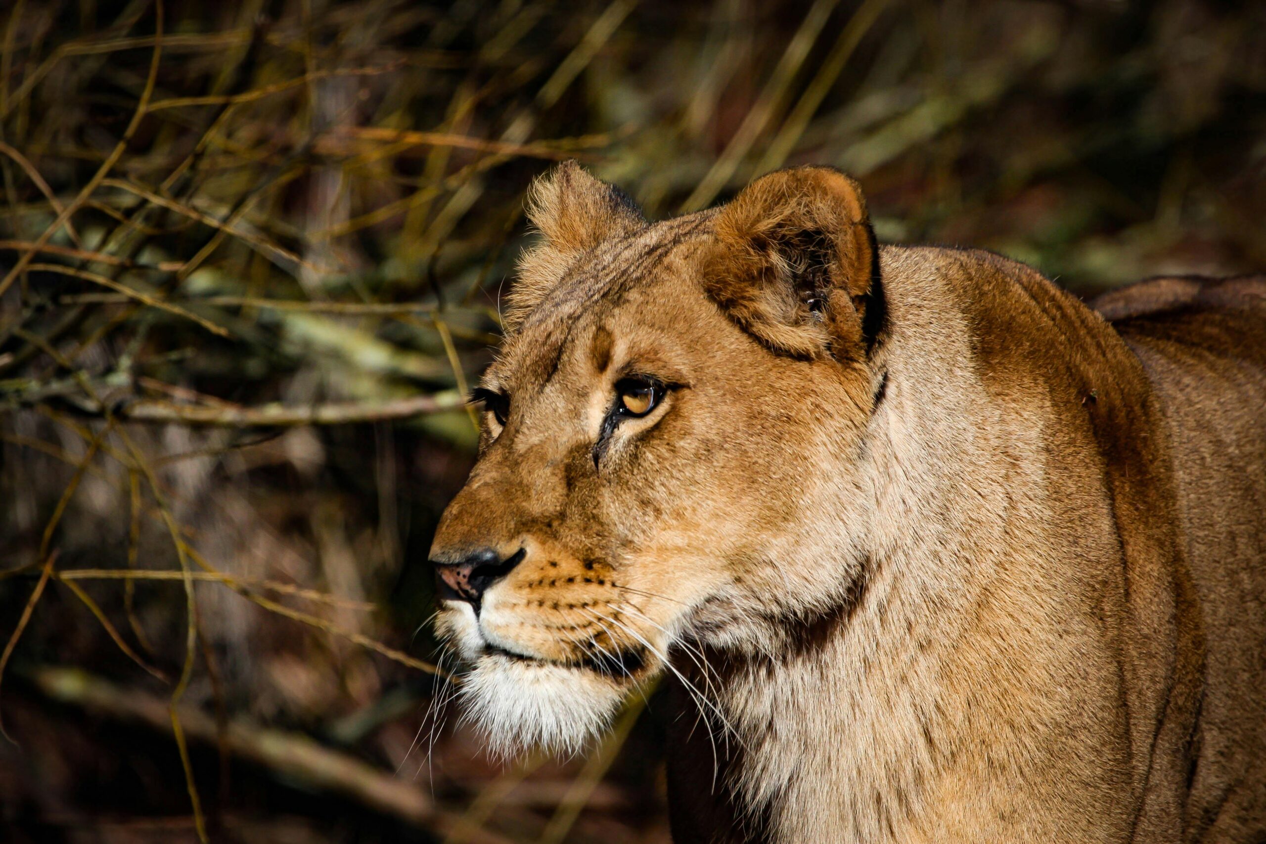 lioness-near-twigs