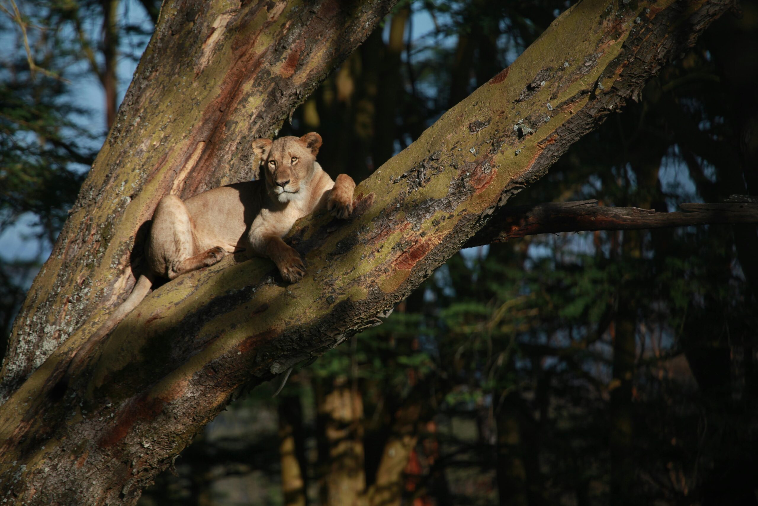 lioness-resting-on-tree-in-woodland