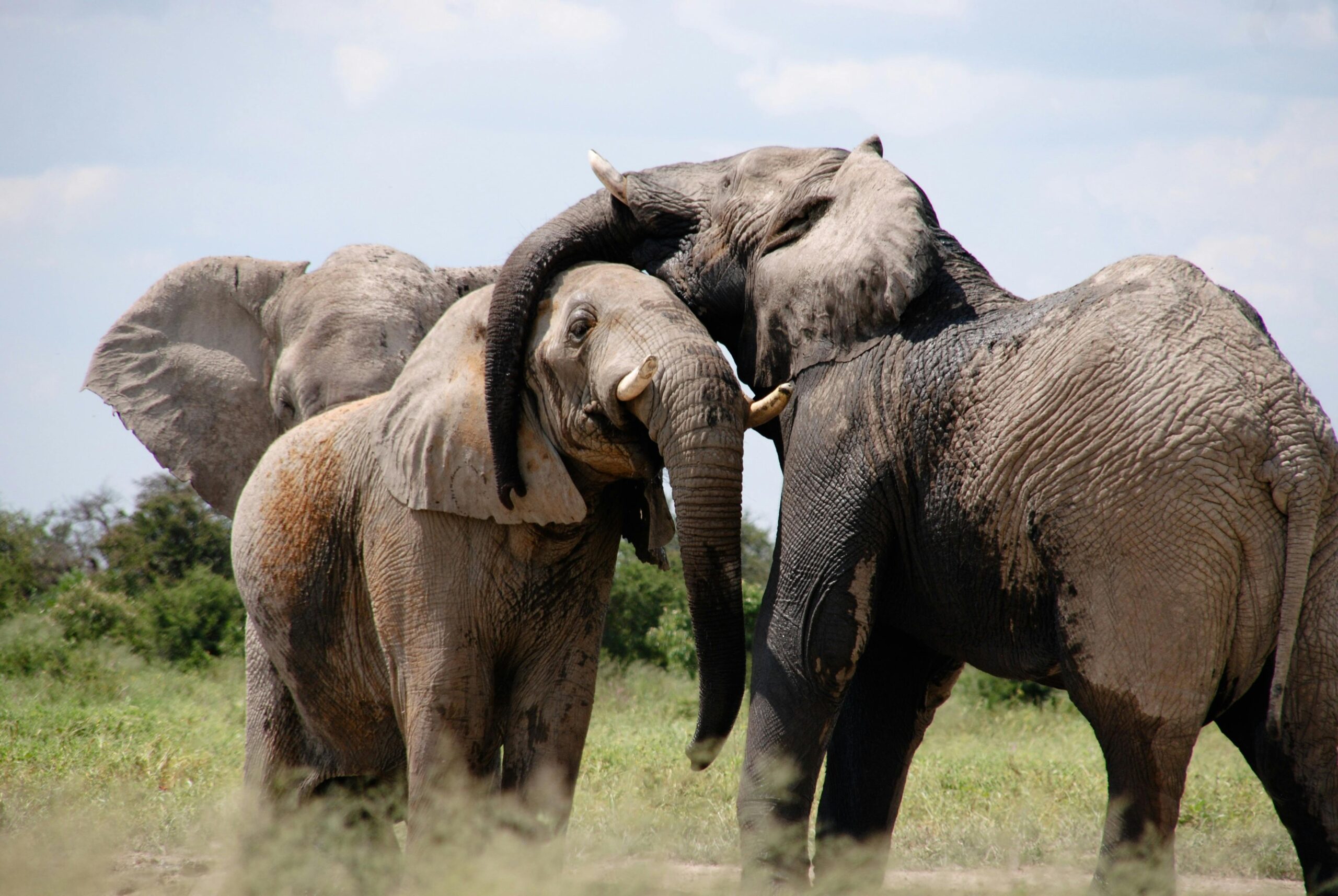 pexels-pixabay-50579.jpgGrey Black Elephant on Green Grass Field