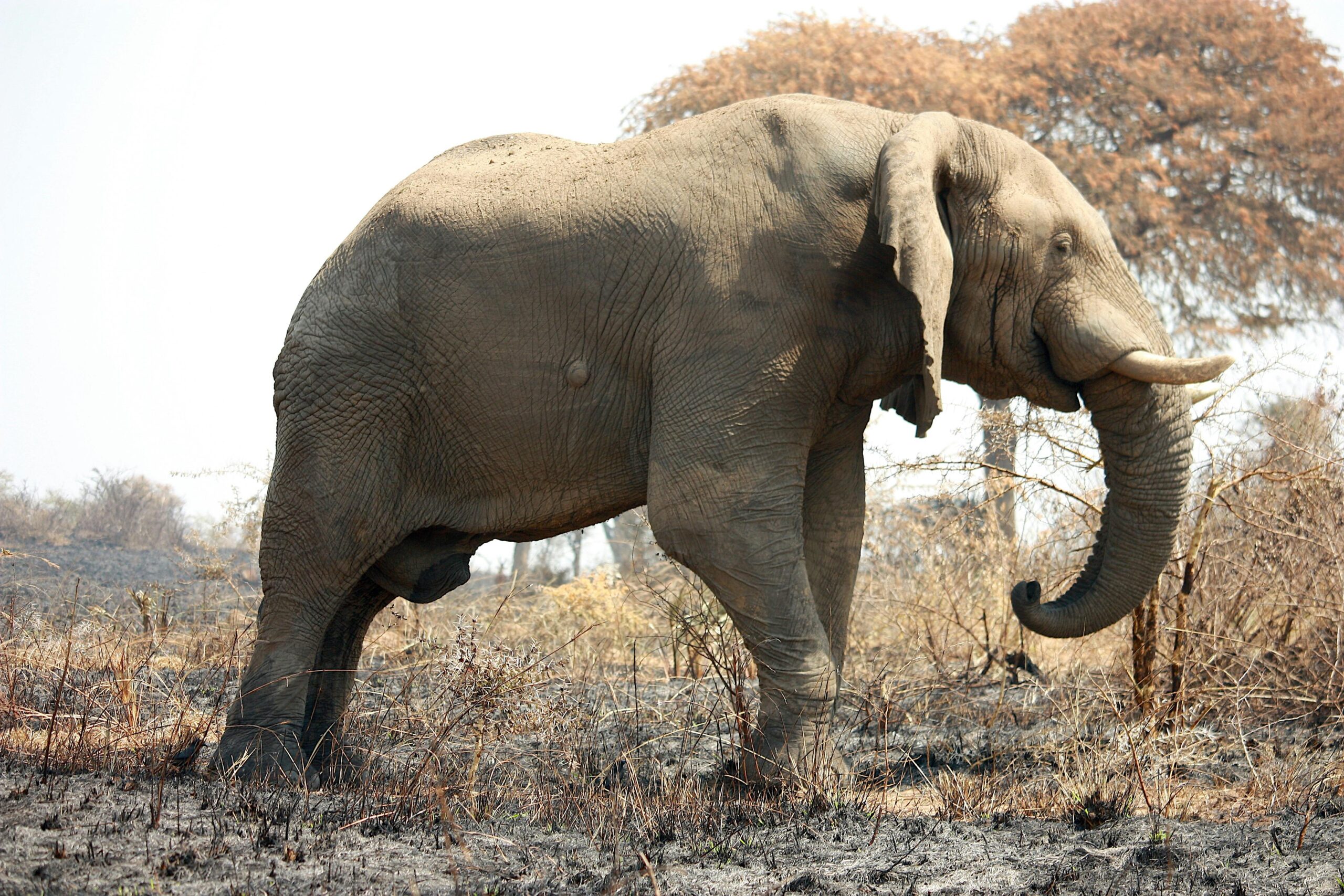 photo-of-grey-elephant