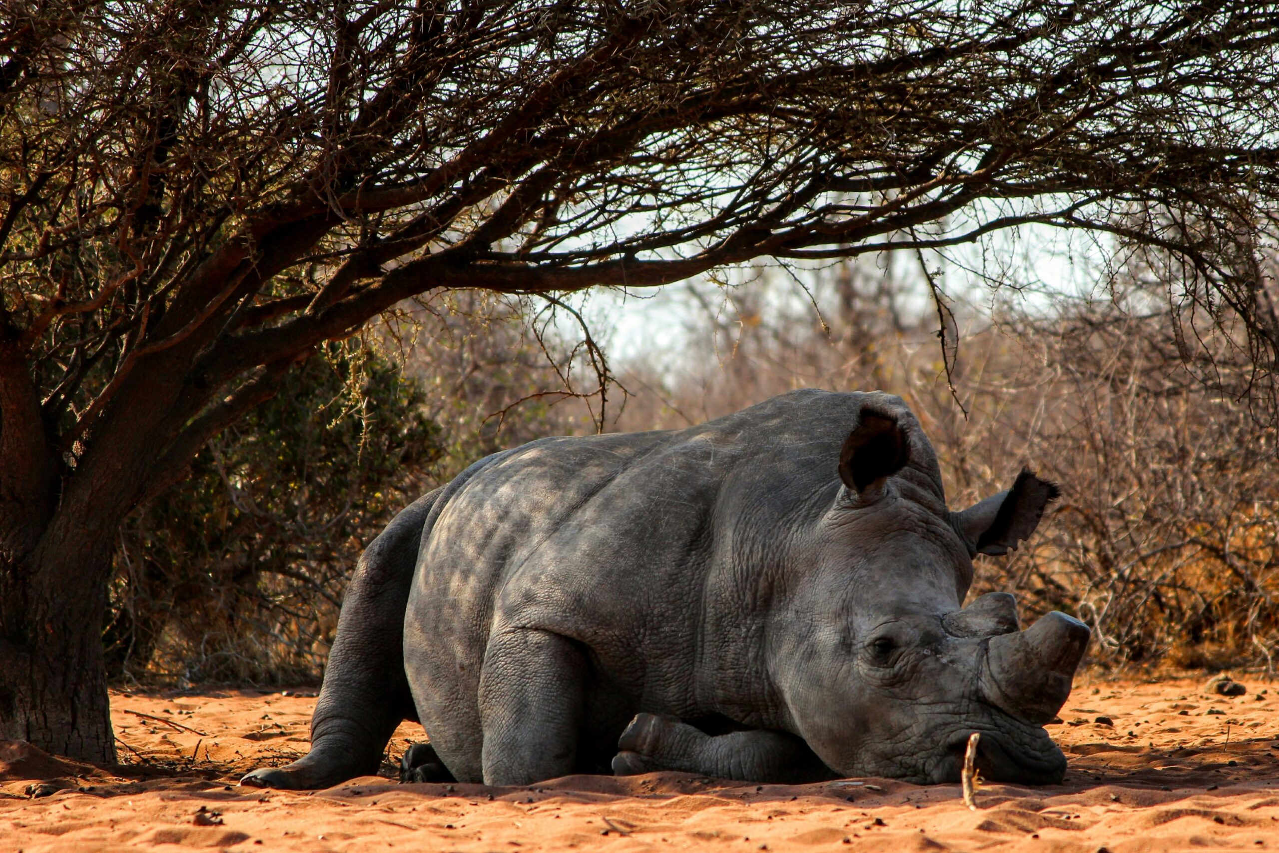 rhino-lying-on-ground-near-tree