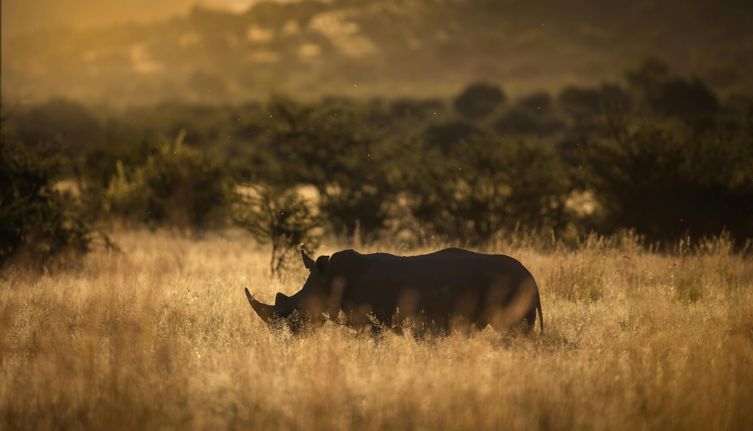 silhouette-of-a-rhino-standing-on-the-green-grass