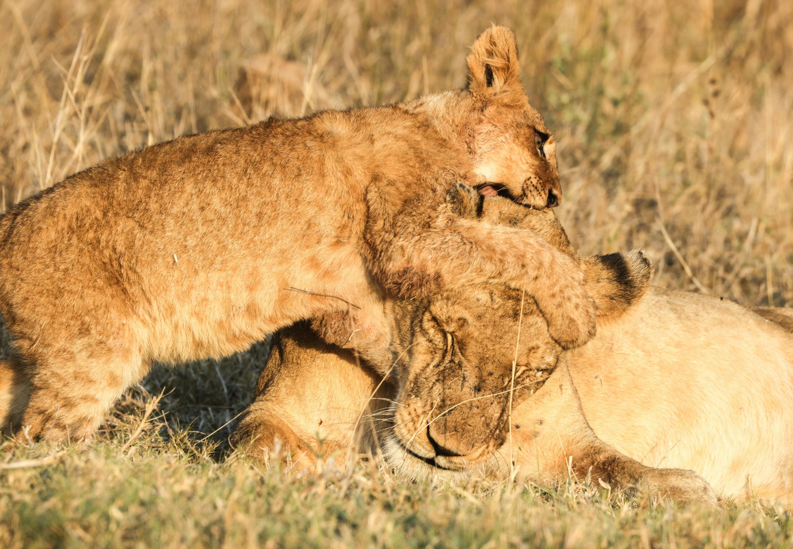 two-lions-playfully-wrestle