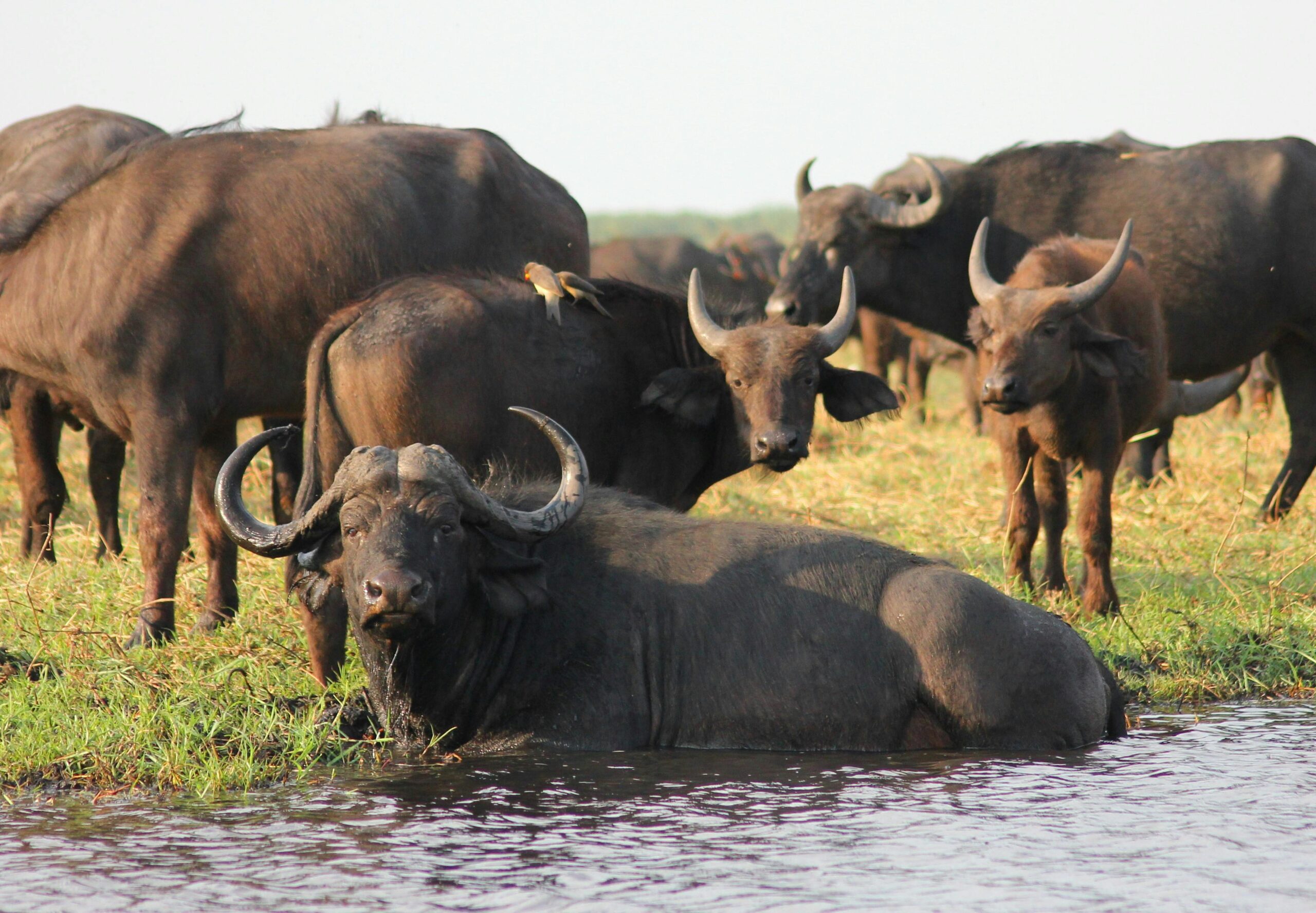water-buffalo-on-riverbank