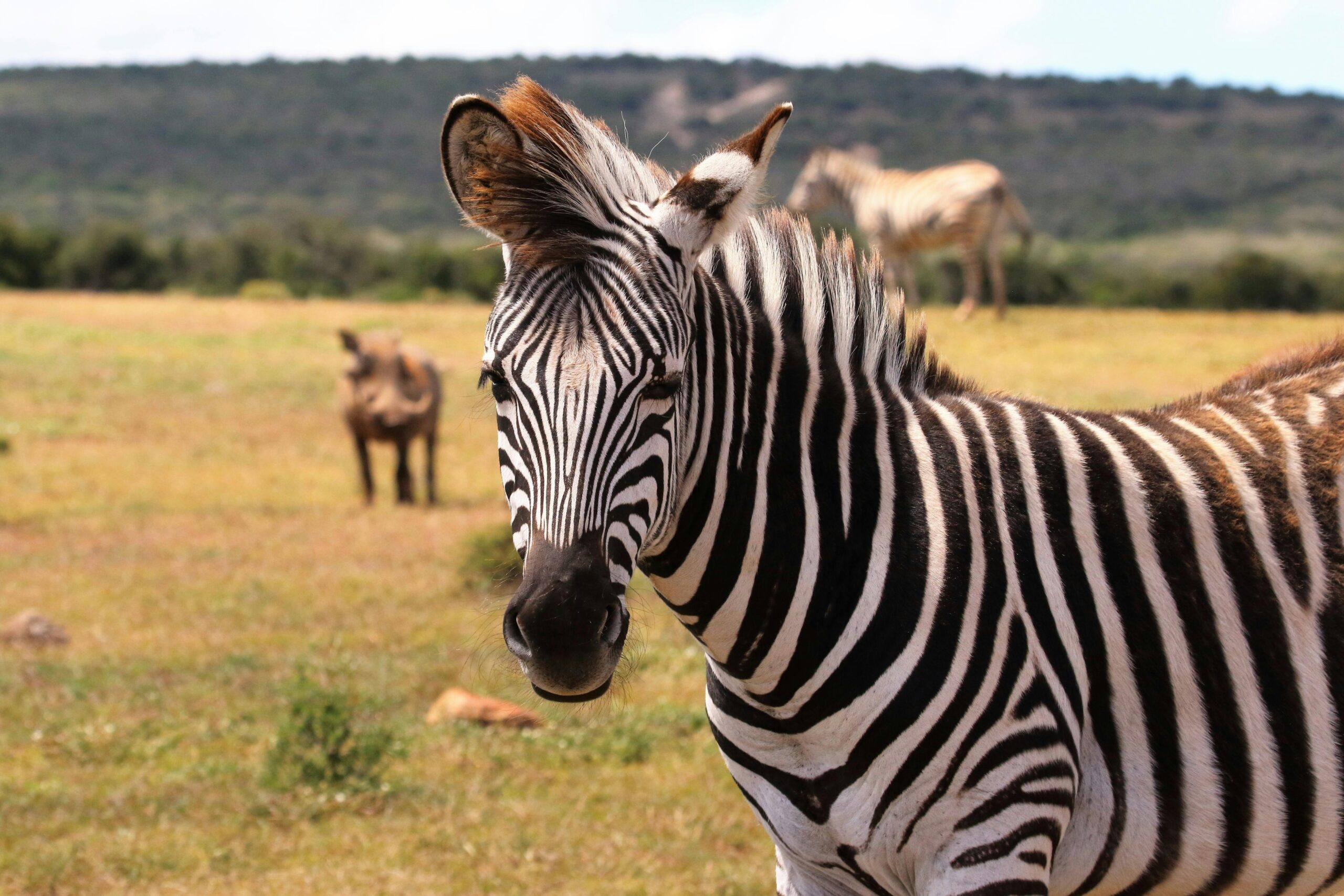 zebra-on-green-grass-field